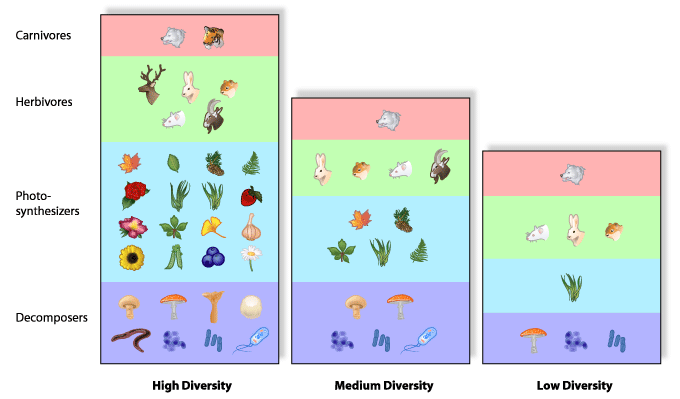 Animals Of Biodiversity